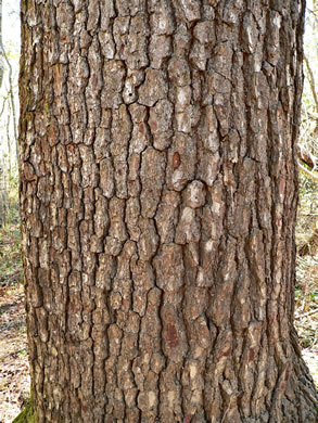 image of Pinus glabra, Spruce Pine, Walter's Pine