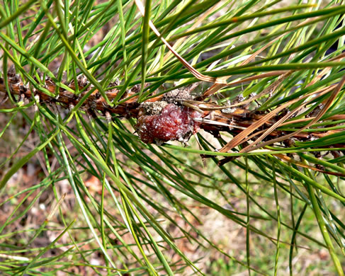 image of Pinus rigida, Pitch Pine