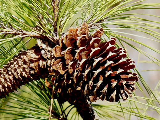 image of Pinus taeda, Loblolly Pine, Old Field Pine