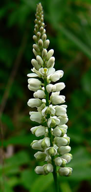 image of Polygala boykinii var. boykinii, Boykin's Milkwort