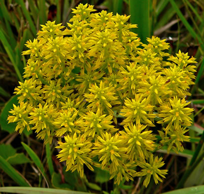 Tall Pinebarren Milkwort