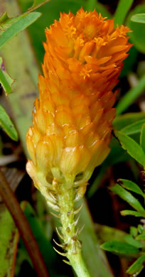 image of Polygala lutea, Orange Milkwort, Red-hot-poker, Candyroot, Yellow Bachelor's-buttons