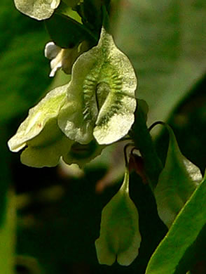 image of Fallopia scandens, Common Climbing Buckwheat