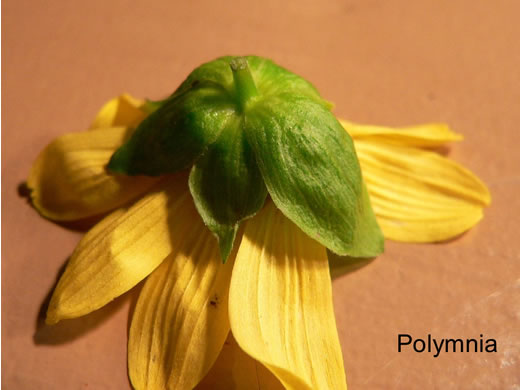 image of Smallanthus uvedalia, Bearsfoot, Hairy Leafcup, Yellow Leafcup