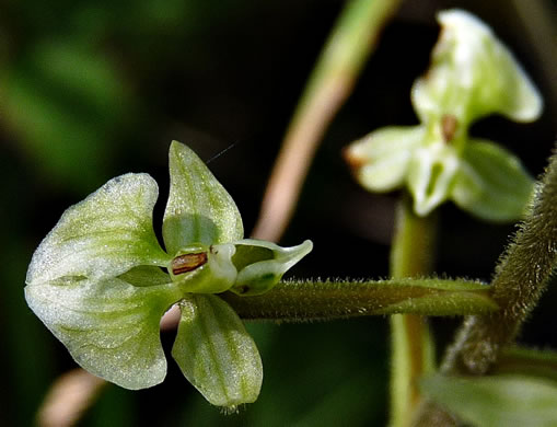 image of Ponthieva racemosa, Shadow Witch, Ponthieu's Orchid, Shadow-witch Orchid