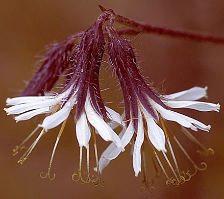 image of Nabalus barbatus, Barbed Rattlesnake-root, Flatwoods Rattlesnake-root, Prairie Lion’s-foot