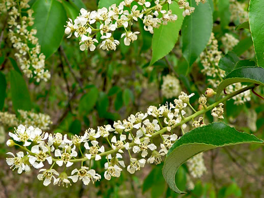 image of Prunus serotina var. serotina, Black Cherry, Eastern Wild Black Cherry, Bird Cherry