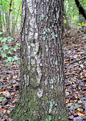 image of Prunus serotina var. serotina, Black Cherry, Eastern Wild Black Cherry, Bird Cherry