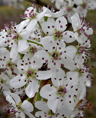 image of Pyrus calleryana, Bradford Pear, Callery Pear