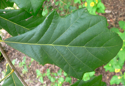 image of Quercus bicolor, Swamp White Oak