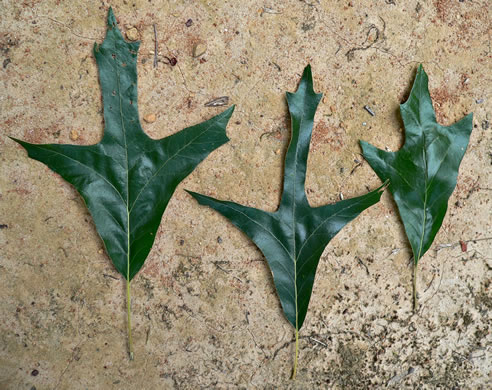 image of Quercus falcata, Southern Red Oak, Spanish Oak