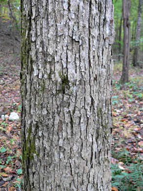 image of Quercus muehlenbergii, Chinquapin Oak, Yellow Chestnut Oak, Yellow Oak