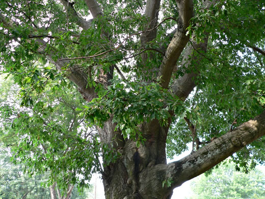 image of Quercus texana, Nuttall Oak, Texas Red Oak