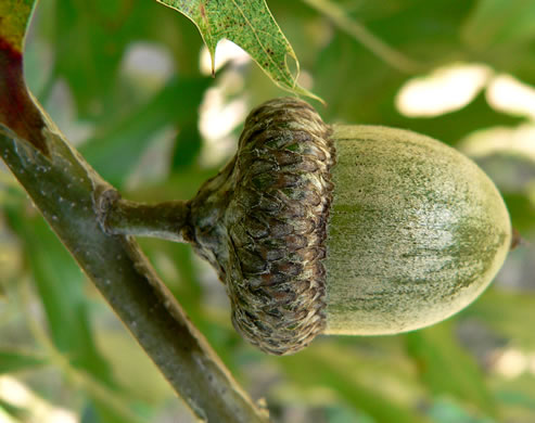 image of Quercus shumardii, Shumard Oak, Swamp Red Oak