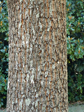 image of Quercus acutissima, Sawtooth Oak