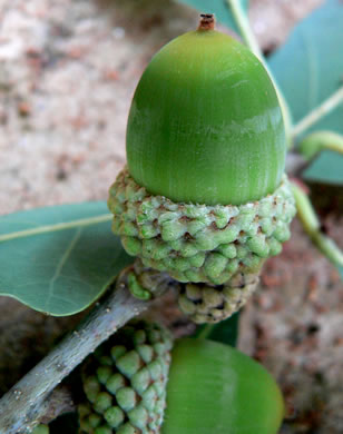 image of Quercus alba, White Oak