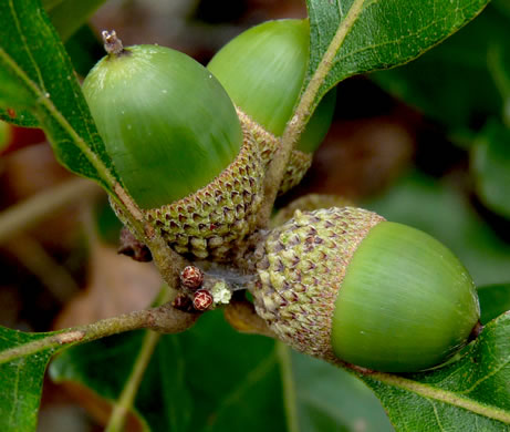 image of Quercus boyntonii, Boynton Oak, Boynton Sand Post Oak