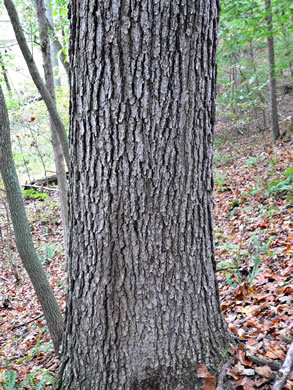 image of Quercus pagoda, Cherrybark Oak, Swamp Spanish Oak