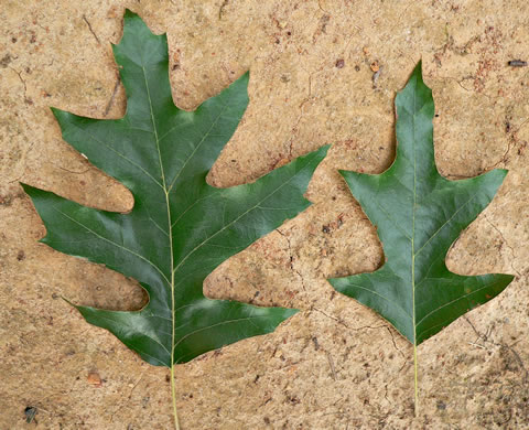 image of Quercus pagoda, Cherrybark Oak, Swamp Spanish Oak