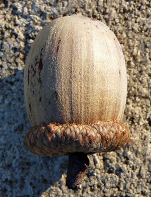 image of Quercus rubra +, Northern Red Oak, Red Oak