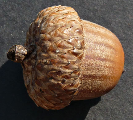 image of Quercus shumardii, Shumard Oak, Swamp Red Oak