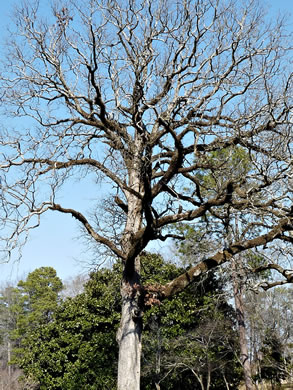 image of Quercus stellata, Post Oak