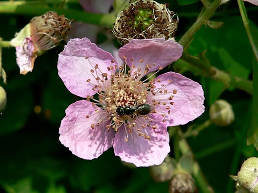 image of Rubus bifrons, European Blackberry, Himalayan Blackberry, Himalaya-berry