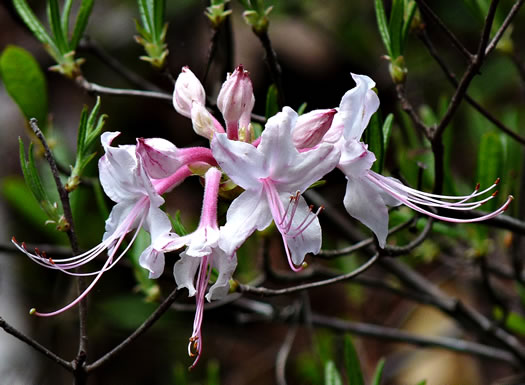 image of Rhododendron canescens, Piedmont Azalea, Southern Pinxter Azalea, Hoary Azalea