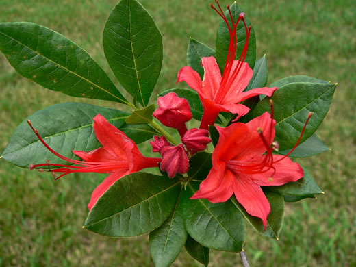 image of Rhododendron cumberlandense, Cumberland Azalea, Baker's Azalea