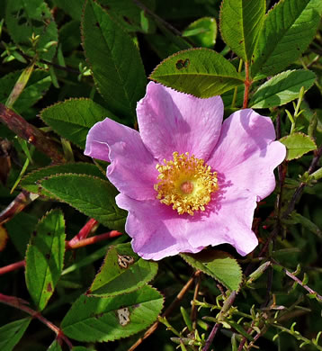 Swamp Rose