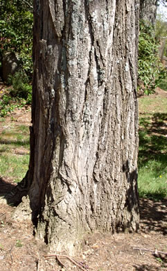 image of Robinia pseudoacacia, Black Locust