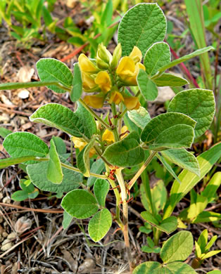 image of Rhynchosia tomentosa, Twining Snoutbean, Erect Snoutbean