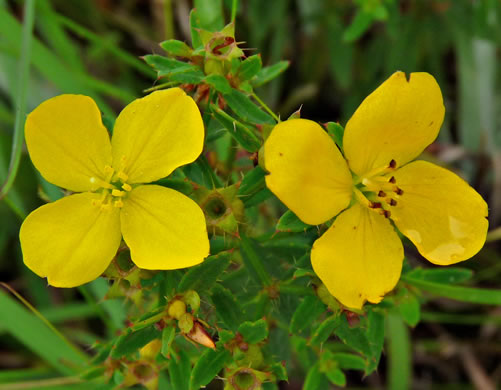 image of Rhexia lutea, Yellow Meadowbeauty, Golden Meadowbeauty