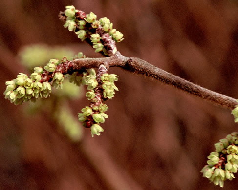 Fragrant Sumac