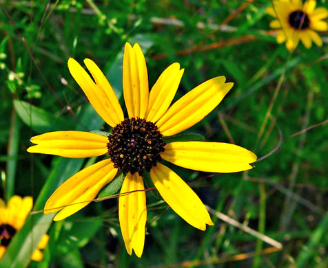 image of Rudbeckia fulgida, Common Eastern Coneflower, Orange Coneflower