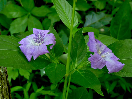 image of Ruellia strepens, Limestone Wild-petunia, Glade Wild-petunia, Smooth Wild-petunia, Limestone Ruellia