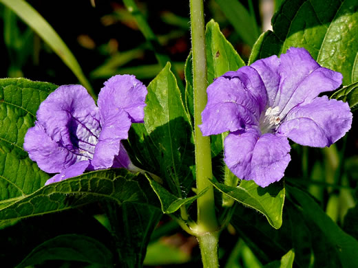 image of Ruellia strepens, Limestone Wild-petunia, Glade Wild-petunia, Smooth Wild-petunia, Limestone Ruellia