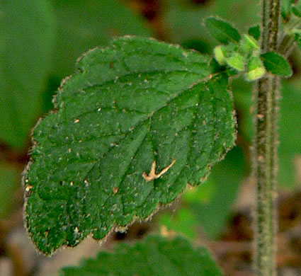 image of Scutellaria elliptica var. hirsuta, Kentucky Skullcap, Hairy Skullcap