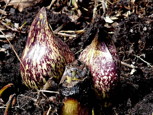 spathe