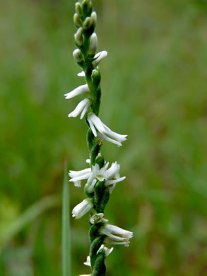 image of Spiranthes lacera var. gracilis, Southern Slender Ladies'-tresses