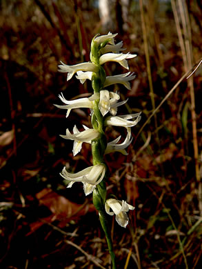 image of Spiranthes magnicamporum, Great Plains Ladies'-tresses