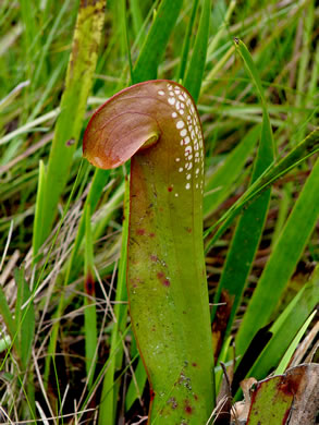 Sarracenia minor var. minor, Hooded Pitcherplant