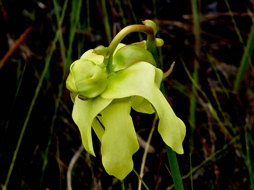 image of Sarracenia minor var. minor, Hooded Pitcherplant