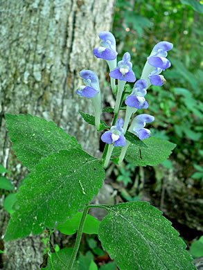 image of Scutellaria montana, Large-flowered Skullcap