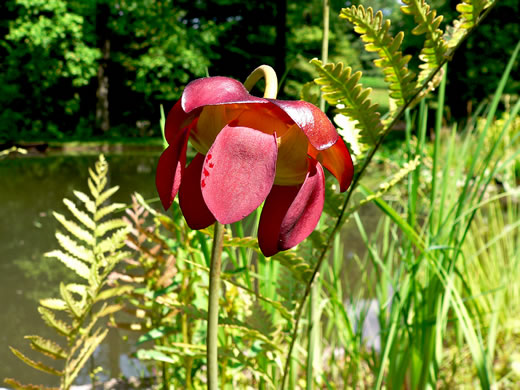 image of Sarracenia purpurea var. purpurea, Northern Purple Pitcherplant