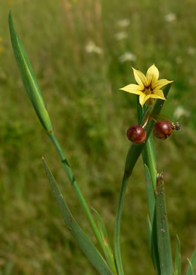 image of Sisyrinchium micranthum, Annual Blue-eyed-grass, Lawn Blue-eyed-grass, Fairy Stars