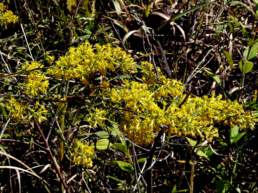 image of Solidago rigidiuscula, Narrowleaf Showy Goldenrod, Slender Showy Goldenrod, Stiff-leaved Showy Goldenrod, Prairie Goldenrod