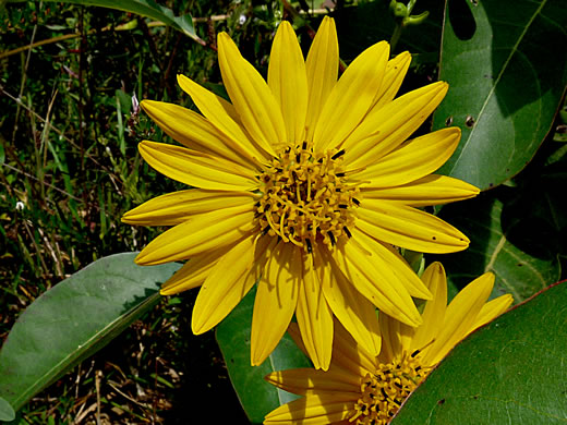 image of Silphium terebinthinaceum, Prairie-dock, Broadleaf Prairie-dock