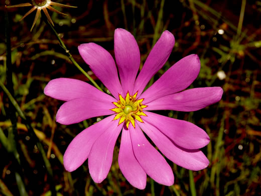 image of Sabatia decandra, Bartram's Rose-gentian