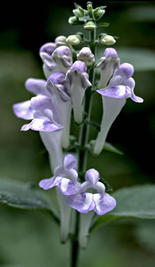 image of Scutellaria montana, Large-flowered Skullcap